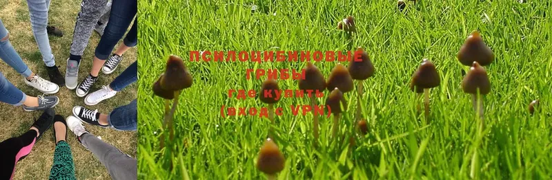 Галлюциногенные грибы Magic Shrooms  даркнет сайт  Елизово 